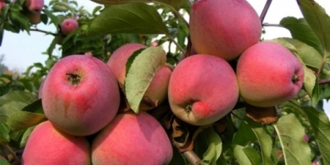 Detaljan opis sorte jabuka kandil orlovsky